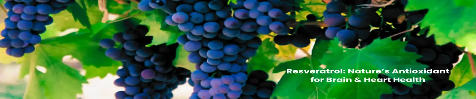 Resveratrol Grapes Wellness Banner – My Favorite Health Depot Dark purple grapes growing on a vine with green leaves, highlighting resveratrol as nature’s antioxidant for brain and heart health – Resveratrol Grapes slider banner for My Favorite Health Depot.